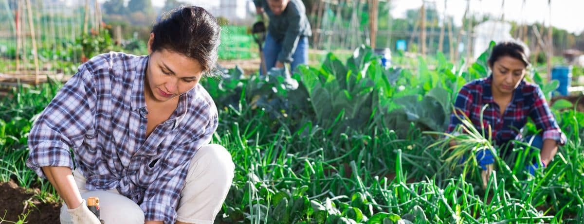 woman gardening in a city