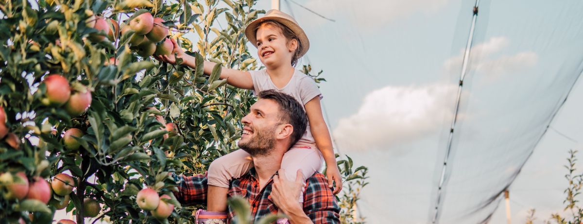 kid sitting on shoulders picking apples